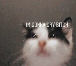 😿 IM GONNA CRY BITCH cat, meme, funny, offensive telegram sticker