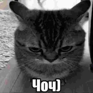 🥸 Чоч cat, meme, funny, animal, angry whatsapp sticker