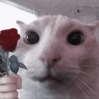 💗 кот, роза, животное, милый, питомец, мем, романтический telegram sticker