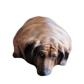 😢 cane, triste, animale domestico, marrone, animale telegram sticker