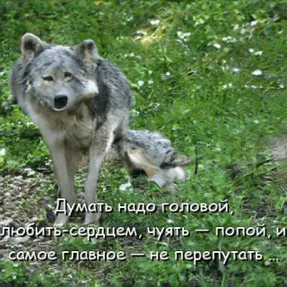 😬 Думать надо головой,
любить-сердцем, чуять попой, и
самое главное — не перепутать หมาป่า, สัตว์, ข้อความ, รัสเซีย telegram sticker