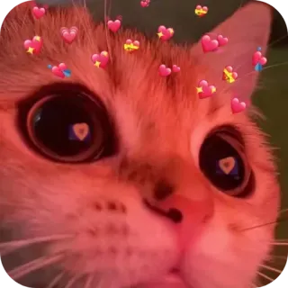 🐱 chat, mignon, coeurs, adorable, animal, animal de compagnie telegram sticker