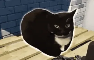🫥 cat, black cat, animal, pet, domestic cat, feline whatsapp sticker
