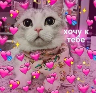 🙈 хочу к тебе gatto, cuori, amore, carino, meme telegram sticker