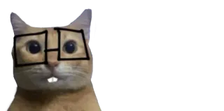 🤓 cat, glasses, nerd, funny, animal, sticker telegram sticker