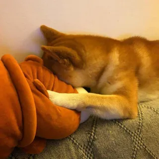😣 Hund, Tier, Haustier, Shiba Inu, Orange, Plüschtier, Schlaf, Süß telegram sticker