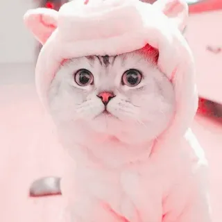☁️ kucing, anak kucing, hewan, lucu, hewan peliharaan, merah muda telegram sticker