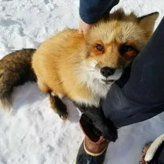 🦊 fox, animal, snow, winter, wildlife, outdoors, nature telegram sticker