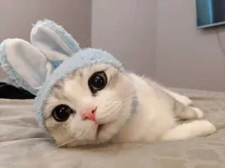 ☺️ gato, animal, coelho, fofo, doméstico, animal de estimação, gatinho telegram sticker