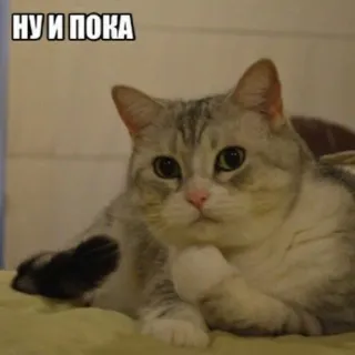 🤪 НУ И ПОКА gatto, pensieroso, meme, russo, addio whatsapp sticker