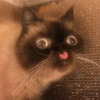 😛 cat, animal, pet, cute, funny, tongue, siamese cat telegram sticker