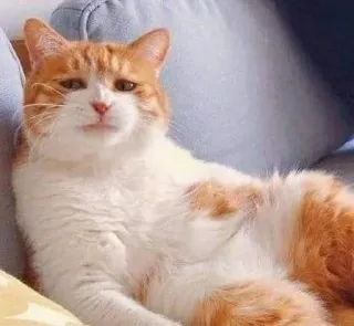 🎃 gato, gato laranja, animal de estimação, gato doméstico, animal, felino whatsapp sticker