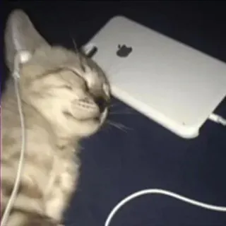 🎧 猫, 音楽, ヘッドホン, 子猫, 聴く, ペット, 動物 telegram sticker