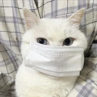 🪐 cat, mask, pet, animal, white cat, domestic animal, face mask telegram sticker