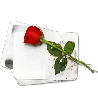 😍 роза, цветок, цветы, красная роза, романтика, любовь, день святого валентина telegram sticker
