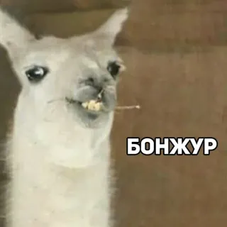 👏 БОНЖУР llama, bonjour, animal, funny, meme telegram sticker
