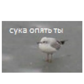 😠 сука опять ты ptak, mewa, rosyjski, obraźliwe telegram sticker