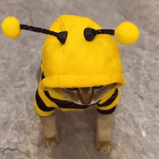 🐝 telegram sticker