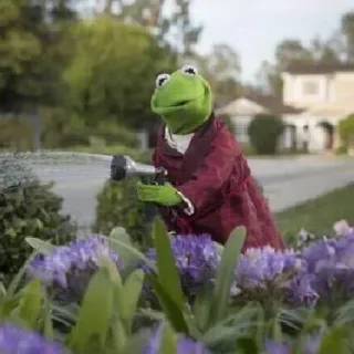 😐 Kermit Kermit the Frog, Muppets, gardening, hose, flowers, puppet telegram sticker