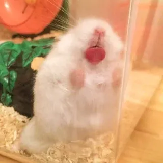 😛 hamster, animal de compagnie, animal, mignon, rongeur telegram sticker