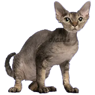 😣 DIGI44 chat, animal, animal de compagnie, domestique, mammifère, félin whatsapp sticker