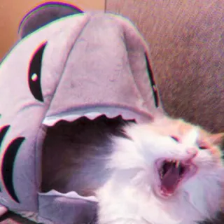 🍓 gato, tiburón, mascota, animal, lindo, gatito, gracioso, casa telegram sticker