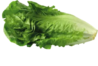 🌿 lechuga, verdura, ensalada, comida, verde, planta telegram sticker
