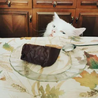 🤨 cat, cake, dessert, animal, food, white cat telegram sticker
