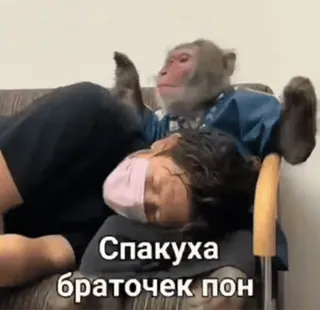 😌 Сракуха браточек пон singe, animal, drôle, mème whatsapp sticker