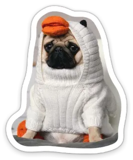😶 pug, dog, cute, animal, pet, sweater, hat telegram sticker