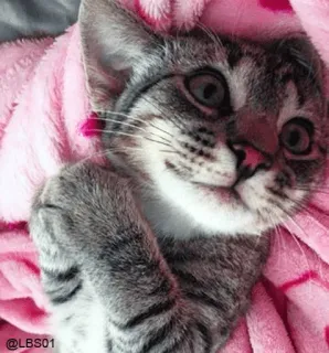 😍 @LBS01 cat, kitten, cute, pink blanket, cozy, pet, feline, animal whatsapp sticker