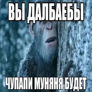 🦧 ВЫ ДАЛБАЕБЫ 
ЧУПАПИ МУНЯНЯ БУДЕТ scimmia, offensivo, meme, russo telegram sticker