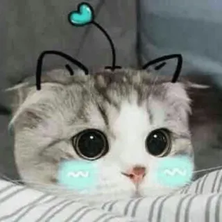 🗿 แมว, ลูกแมว, น่ารัก, คาวาอิ, สัตว์, สัตว์เลี้ยง, สัตว์เลี้ยงในบ้าน telegram sticker