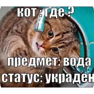 🫥 кот: где?
предмет: вода
статус: украден chat, eau, mème, drôle, humour, volé, animal de compagnie telegram sticker