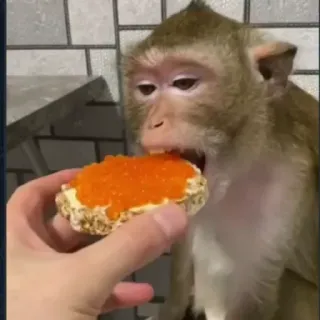 🥪 małpa, jedzenie, zwierzę, kawior, kanapka telegram sticker