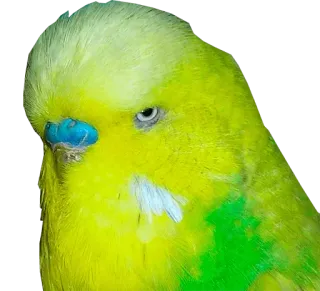 Папужки telegram stickers