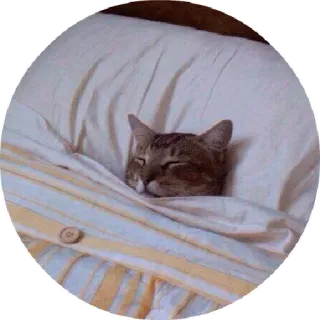 😛 chat, dormir, lit, mignon, animal, oreiller telegram sticker