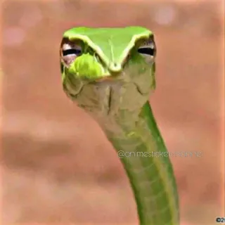 🤨 Schlange, grün, Tier, Reptil whatsapp sticker