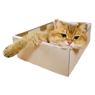 Hosico Cat whatsapp stickers