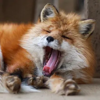 🦊 whatsapp sticker