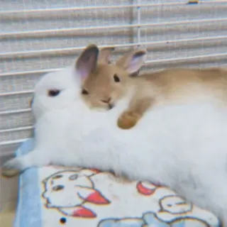 🐰 rabbit, bunny, animal, cute, pet, domestic animal, lying down, white rabbit whatsapp sticker