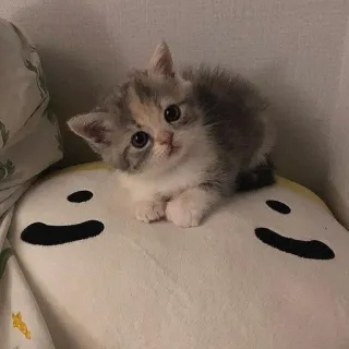 🤍 gatinho, gato, animal, fofo, animal de estimação, gato doméstico telegram sticker