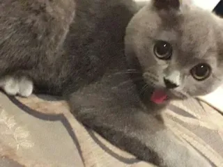 😝 Katze, süß, Tier, graue Katze, Haustier, Kätzchen, Hauskatze, Katzenartig whatsapp sticker