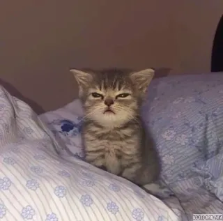 💨 子猫, 猫, 眠い, 不機嫌, ペット, 動物 whatsapp sticker