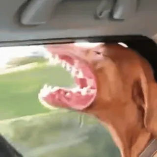 ๐ dog, animal, pet, road trip, funny, open mouth telegram sticker