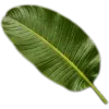 🥥