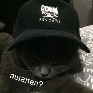 😎 ашалел? cat, hat, pet, russian, meme, animal telegram sticker