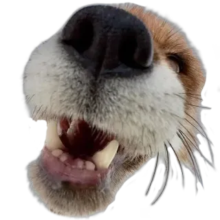 🥑 dog, animal, close-up, teeth, nose, muzzle telegram sticker