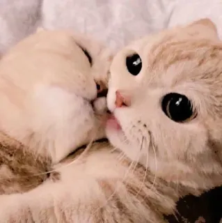 😌 кошки, котята, животные, питомцы, милые, домашние животные, кошачьи telegram sticker