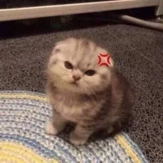 💢 Katze, Kätzchen, wütend, süß, Katzenartig telegram sticker